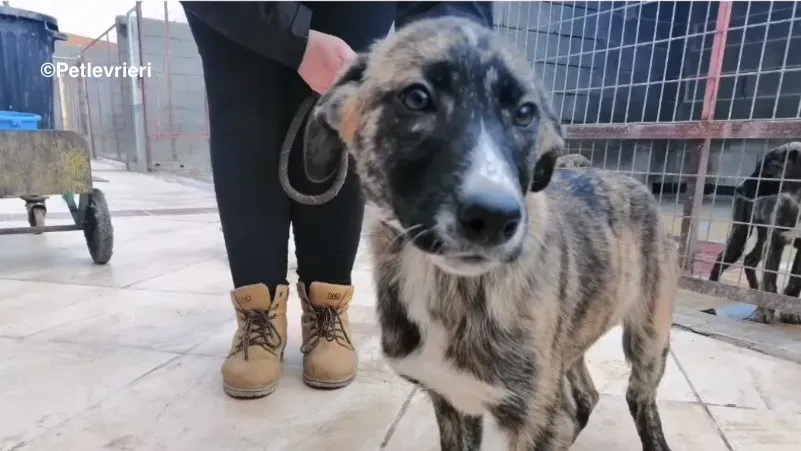 Tana adozione levrieri galgo 1 2