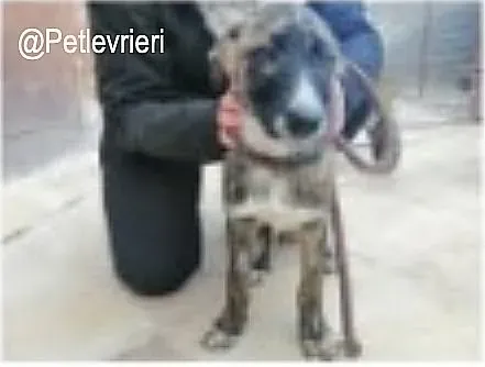 Tana adozione levrieri galgo 2