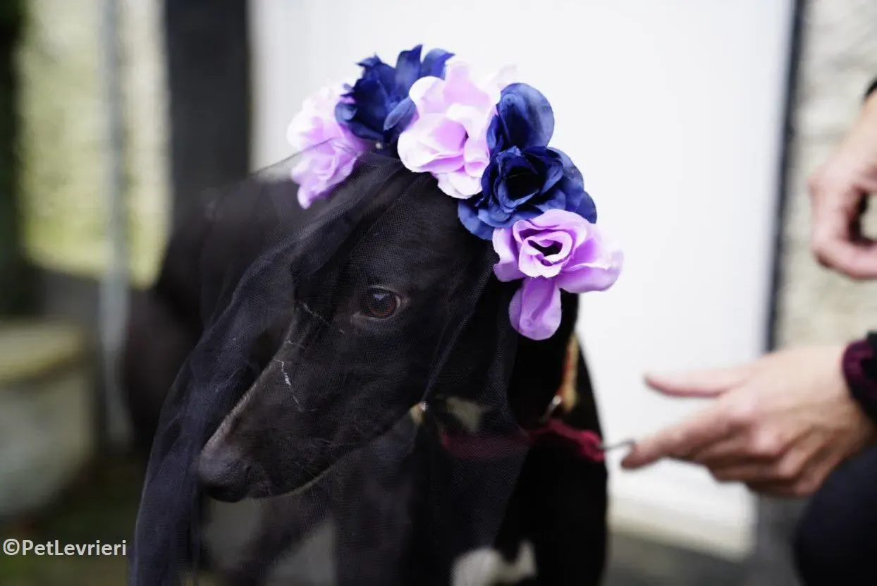 Tang adozione levrieri greyhound 2