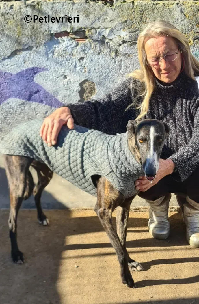 Tania galgo adozione pet levrieri onlus 1