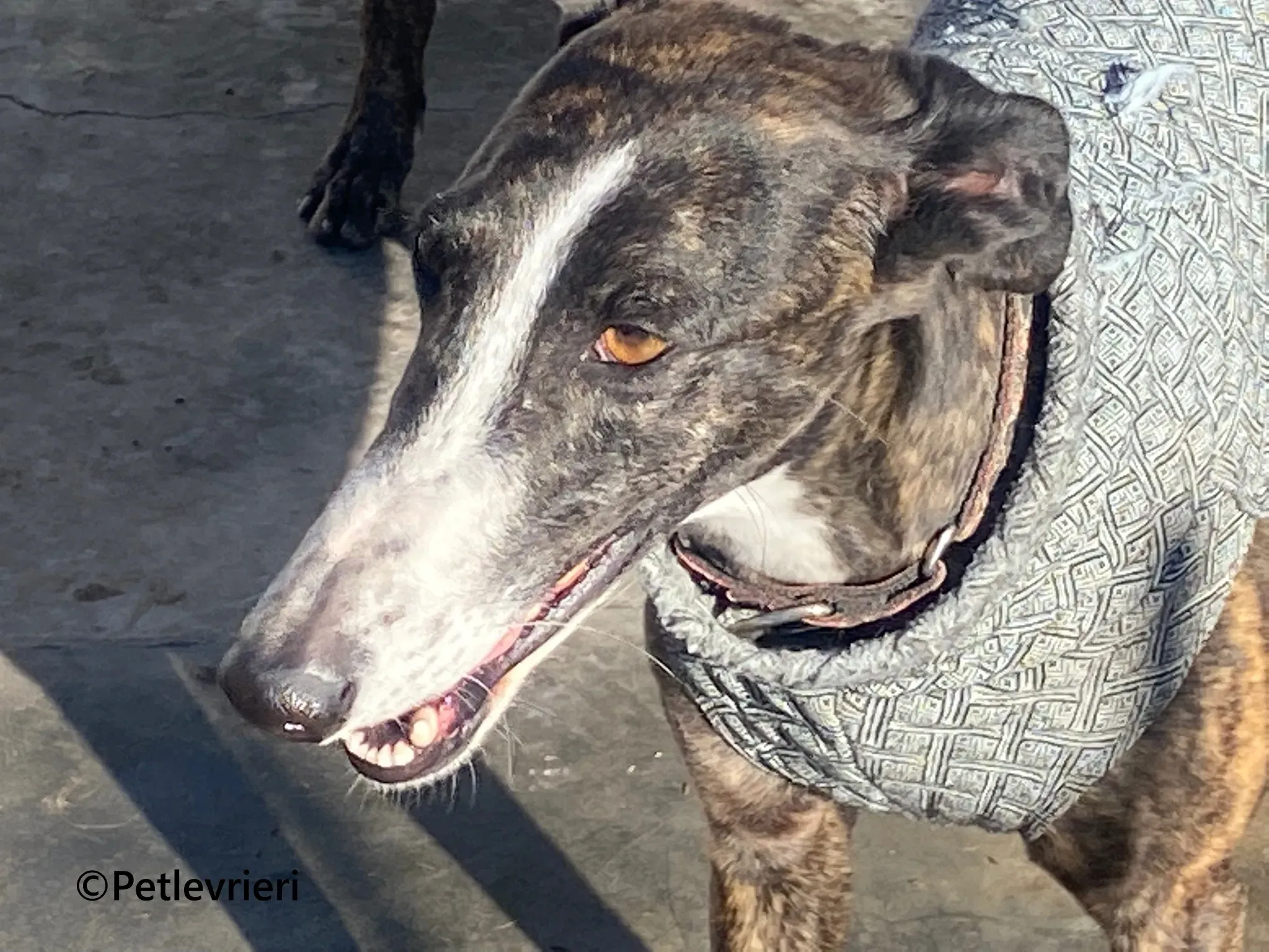 Tania galgo adozione pet levrieri onlus 10