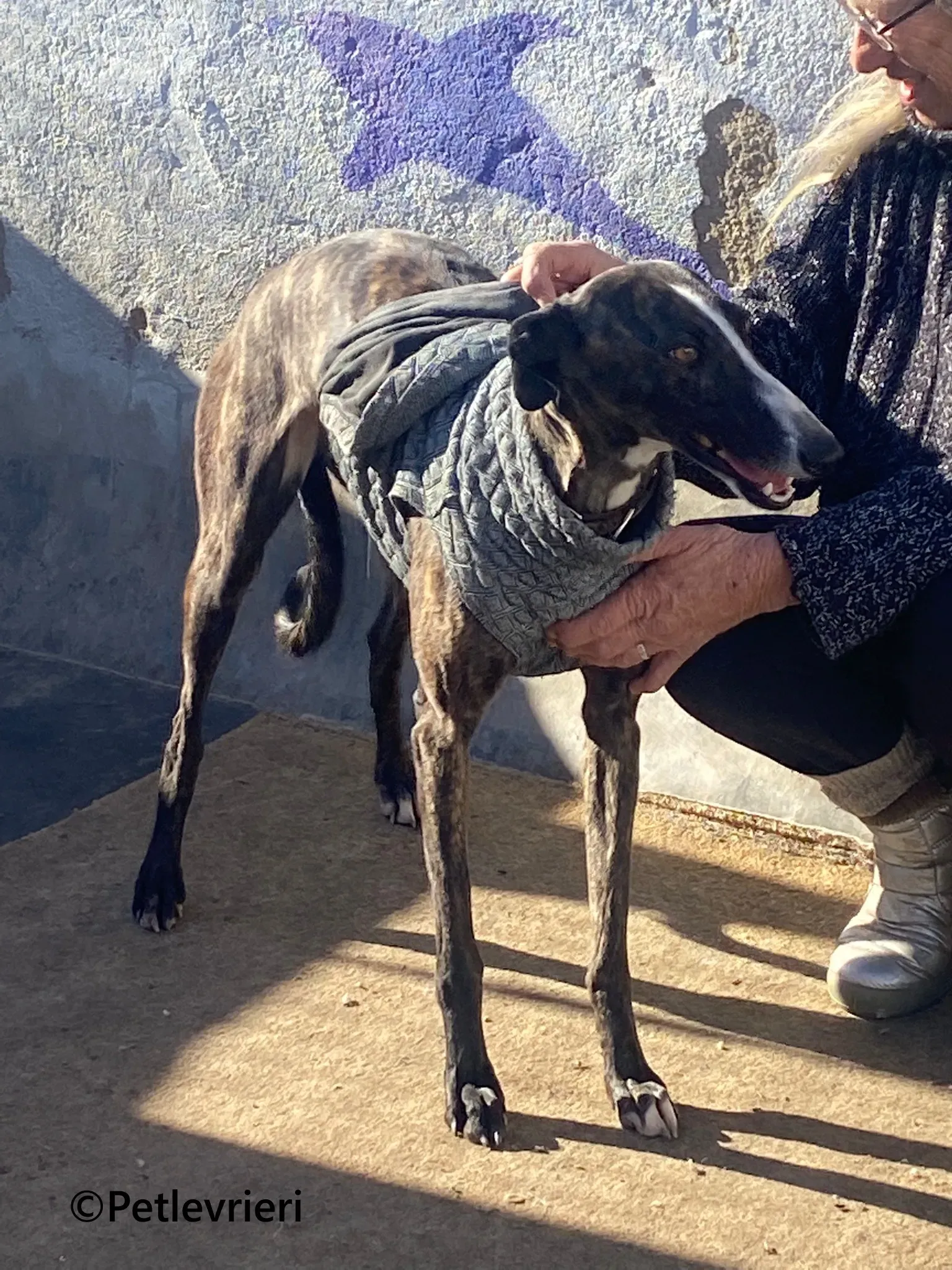 Tania galgo adozione pet levrieri onlus 2