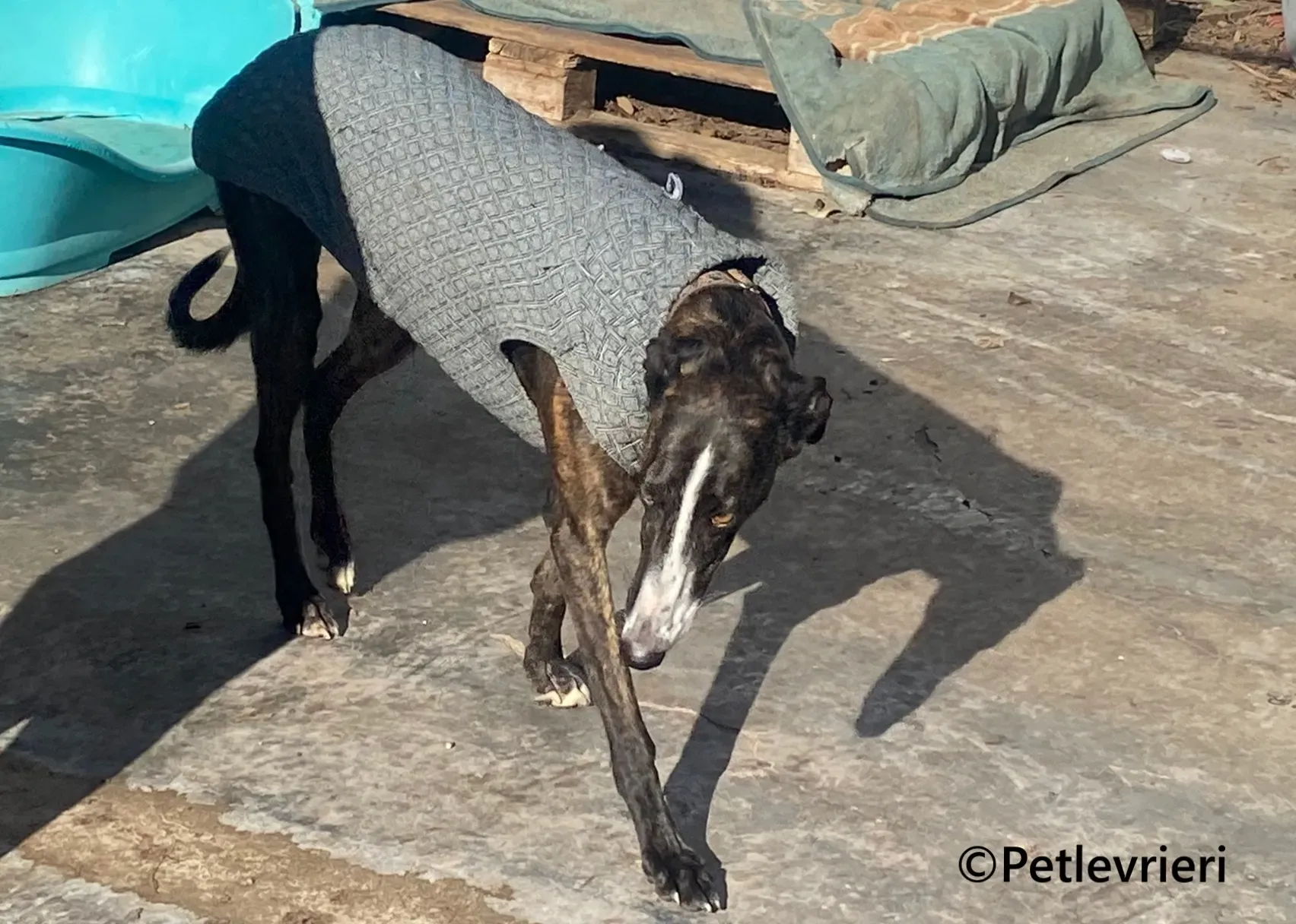 Tania galgo adozione pet levrieri onlus 3 1