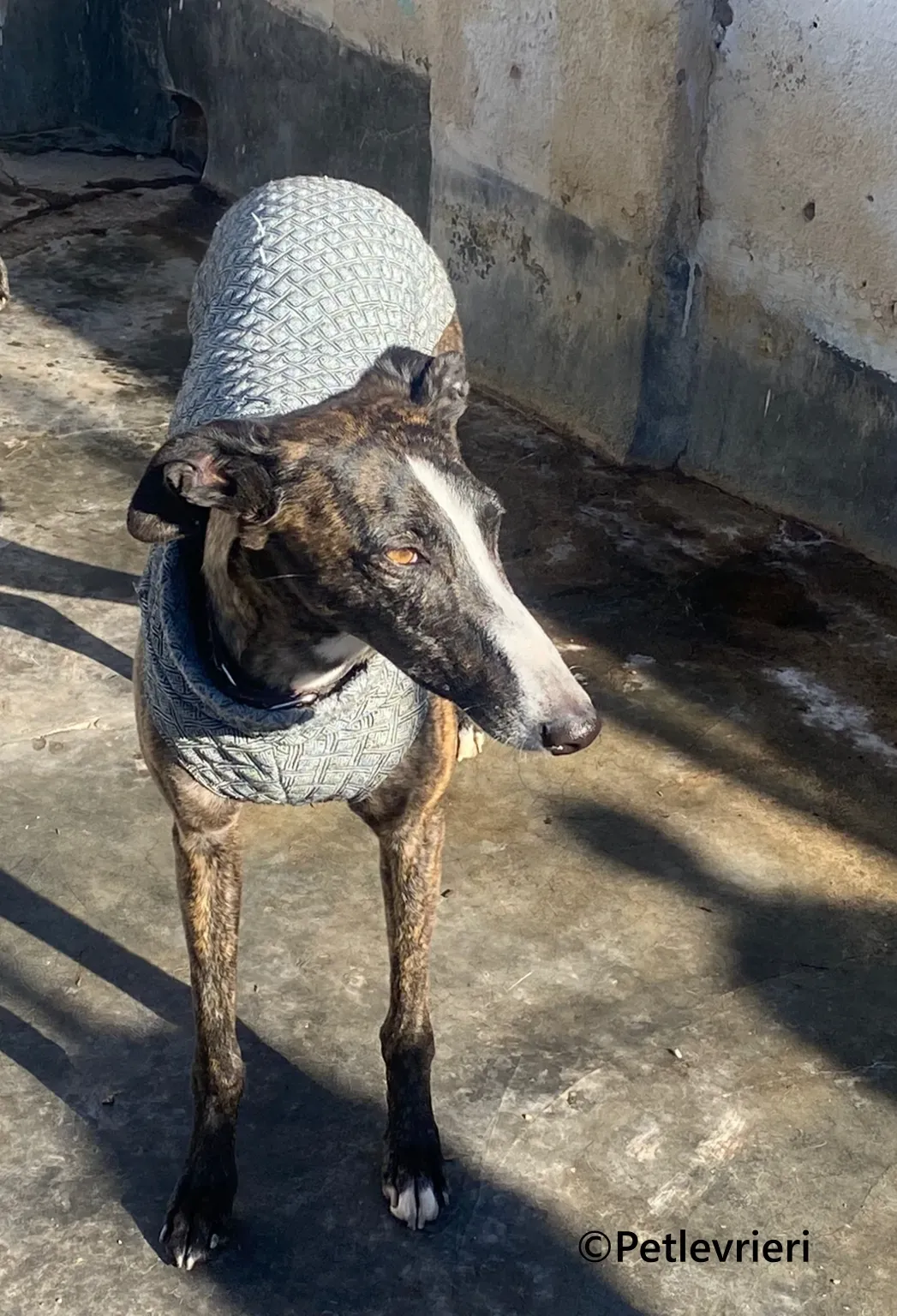 Tania galgo adozione pet levrieri onlus 4