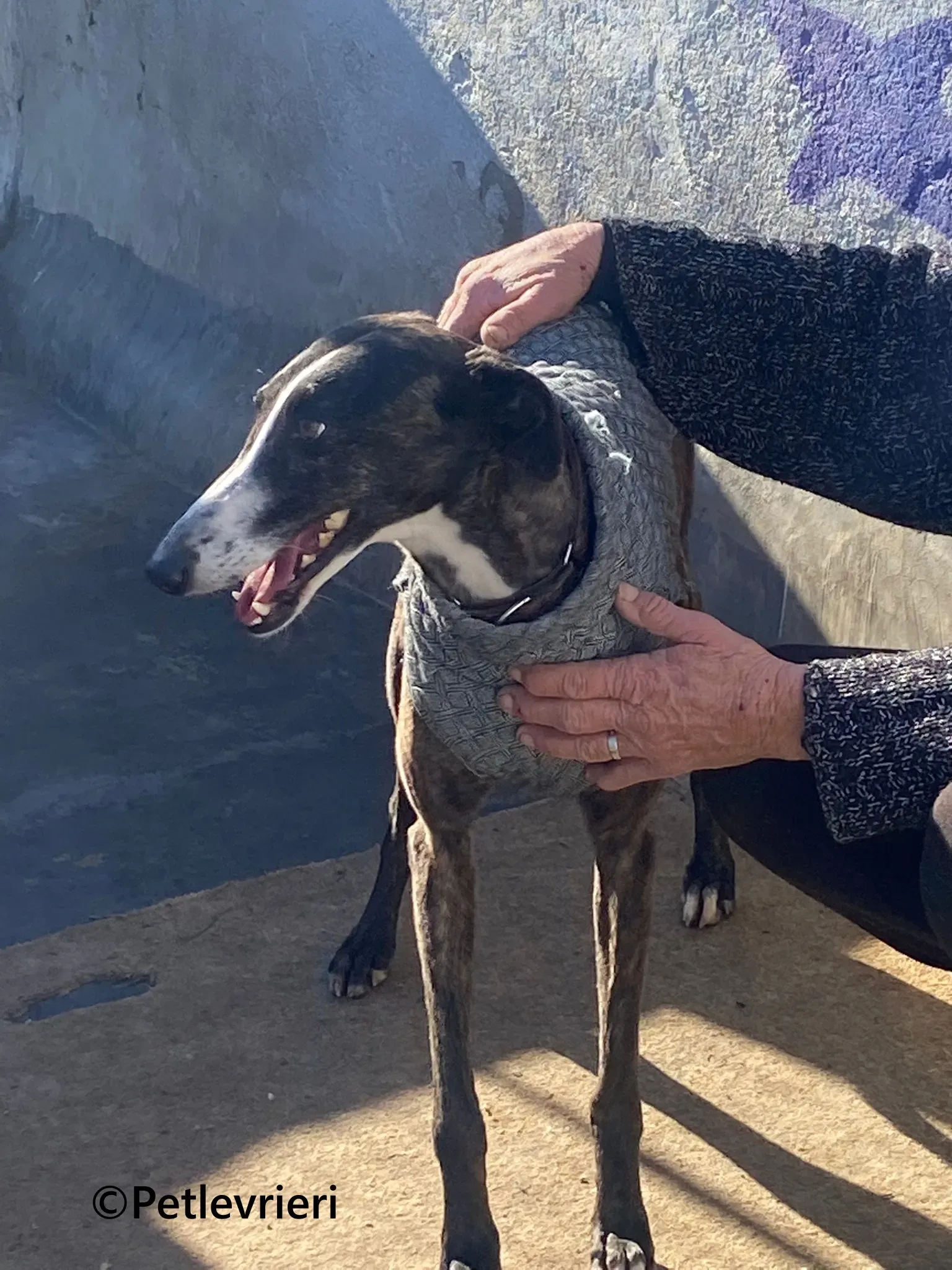 Tania galgo adozione pet levrieri onlus 5