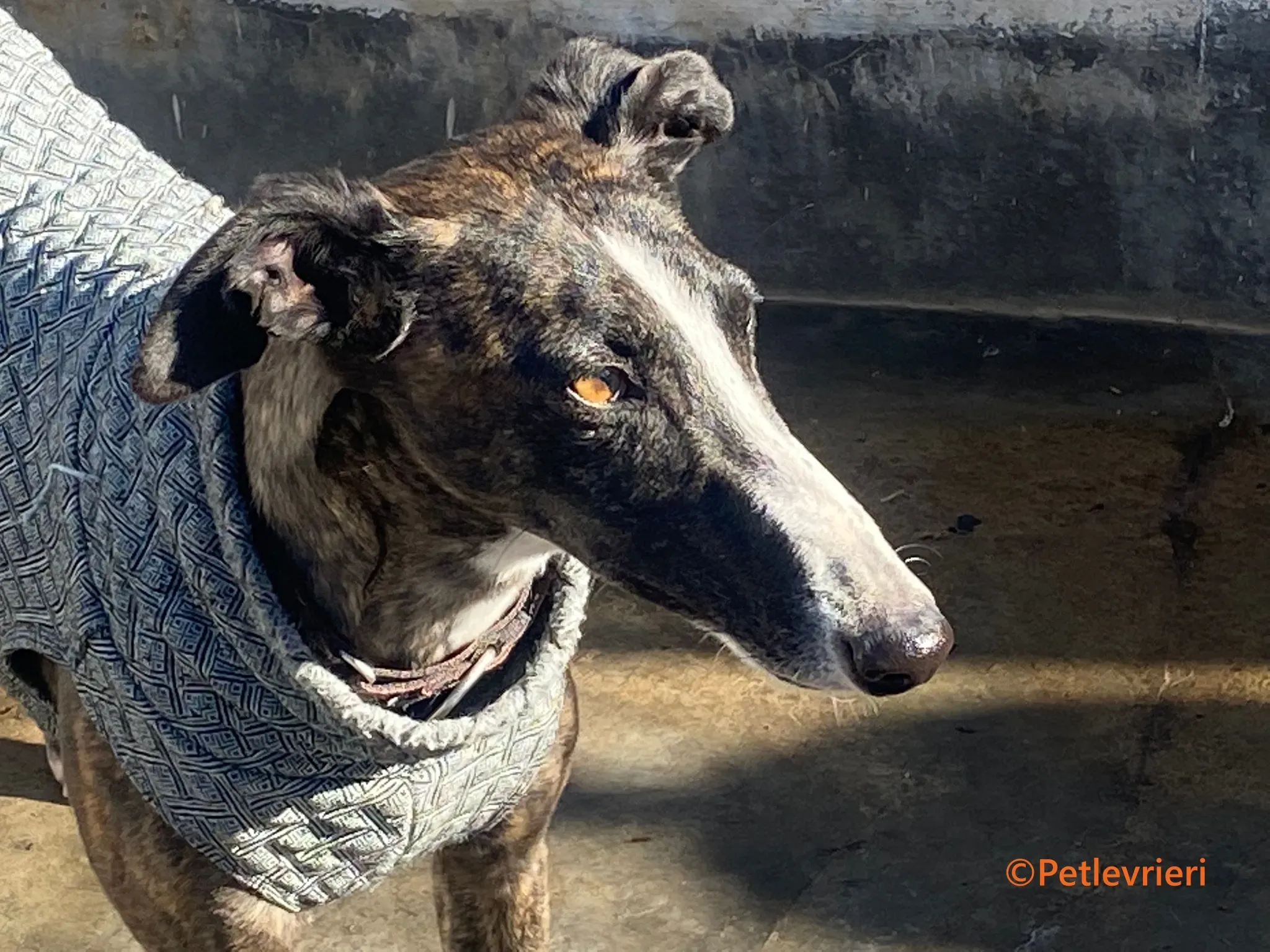 Tania galgo adozione pet levrieri onlus 6