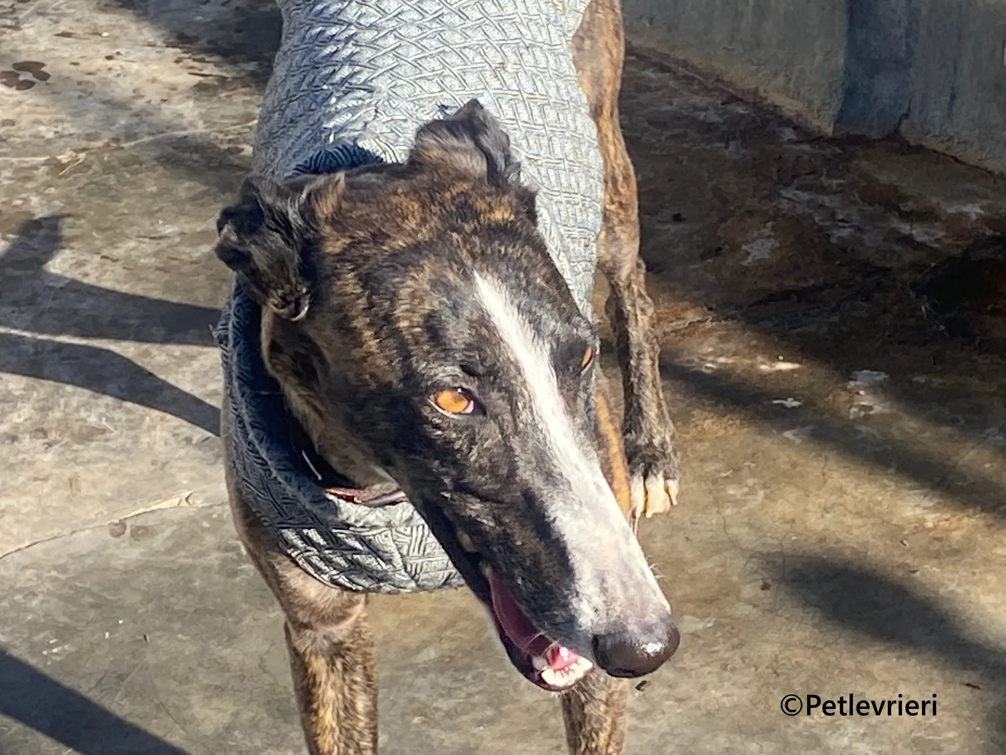 Tania galgo adozione pet levrieri onlus 7