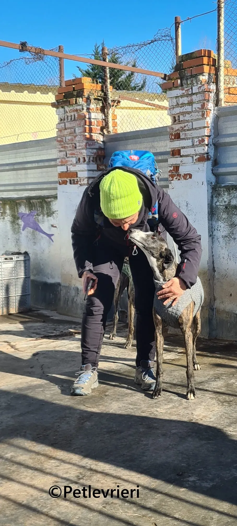Tania galgo adozione pet levrieri onlus 8