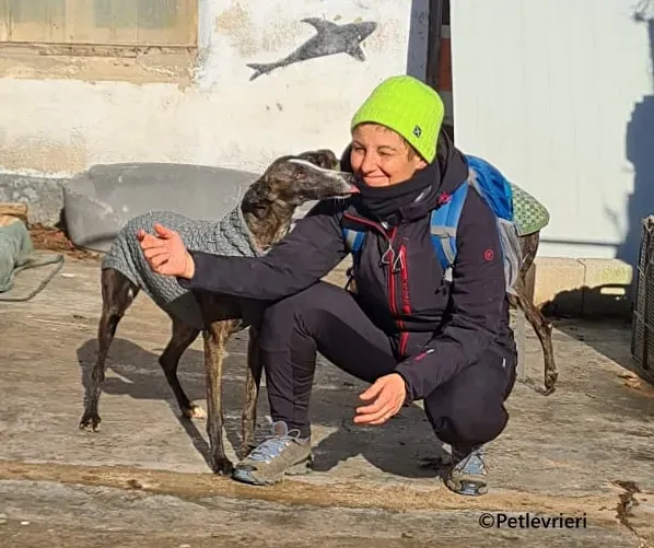 Tania galgo adozione pet levrieri onlus 9