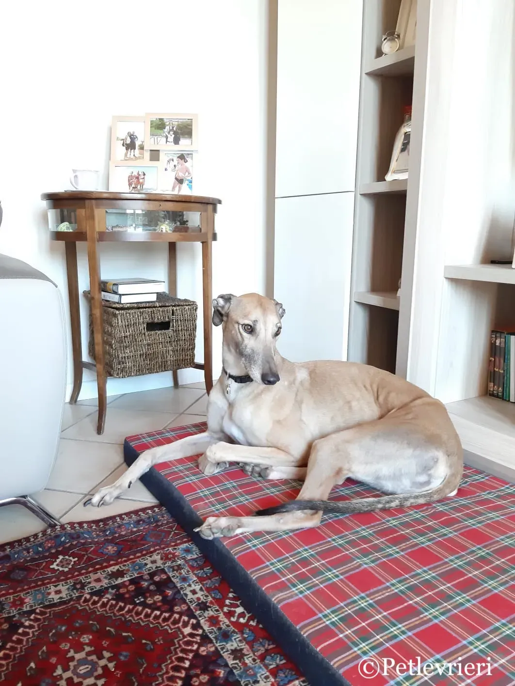 Taniard pet levrieri greyhound1