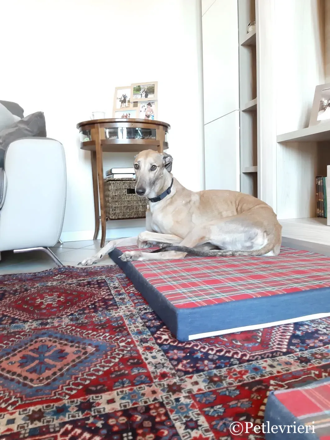 Taniard pet levrieri greyhound2