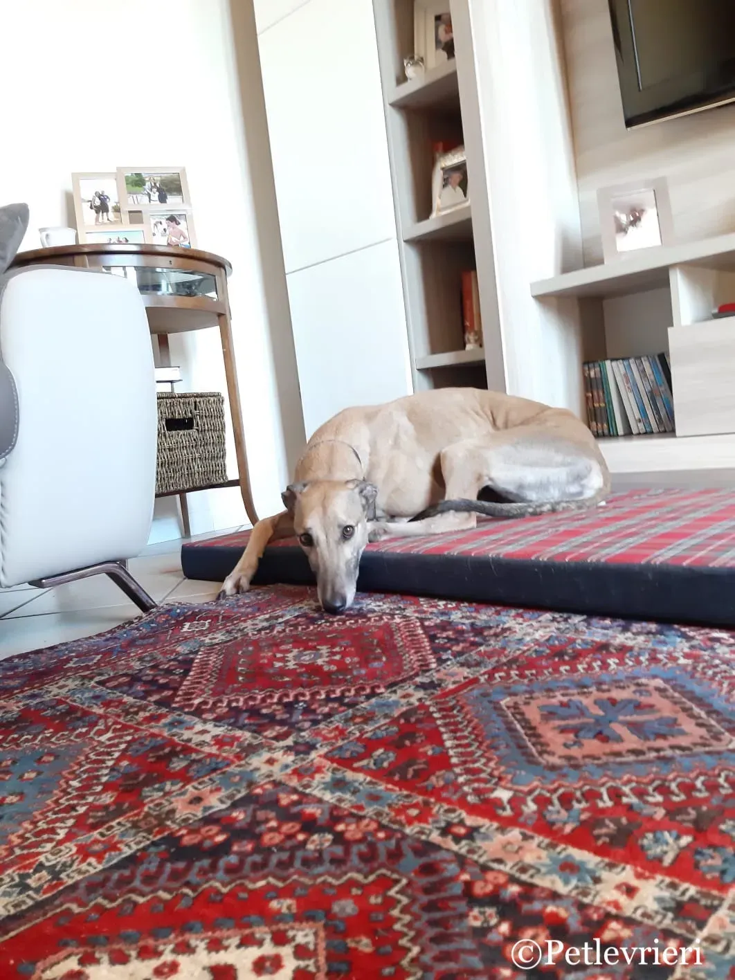 Taniard pet levrieri greyhound3