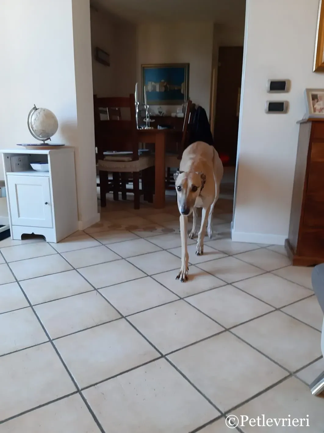 Taniard pet levrieri greyhound4