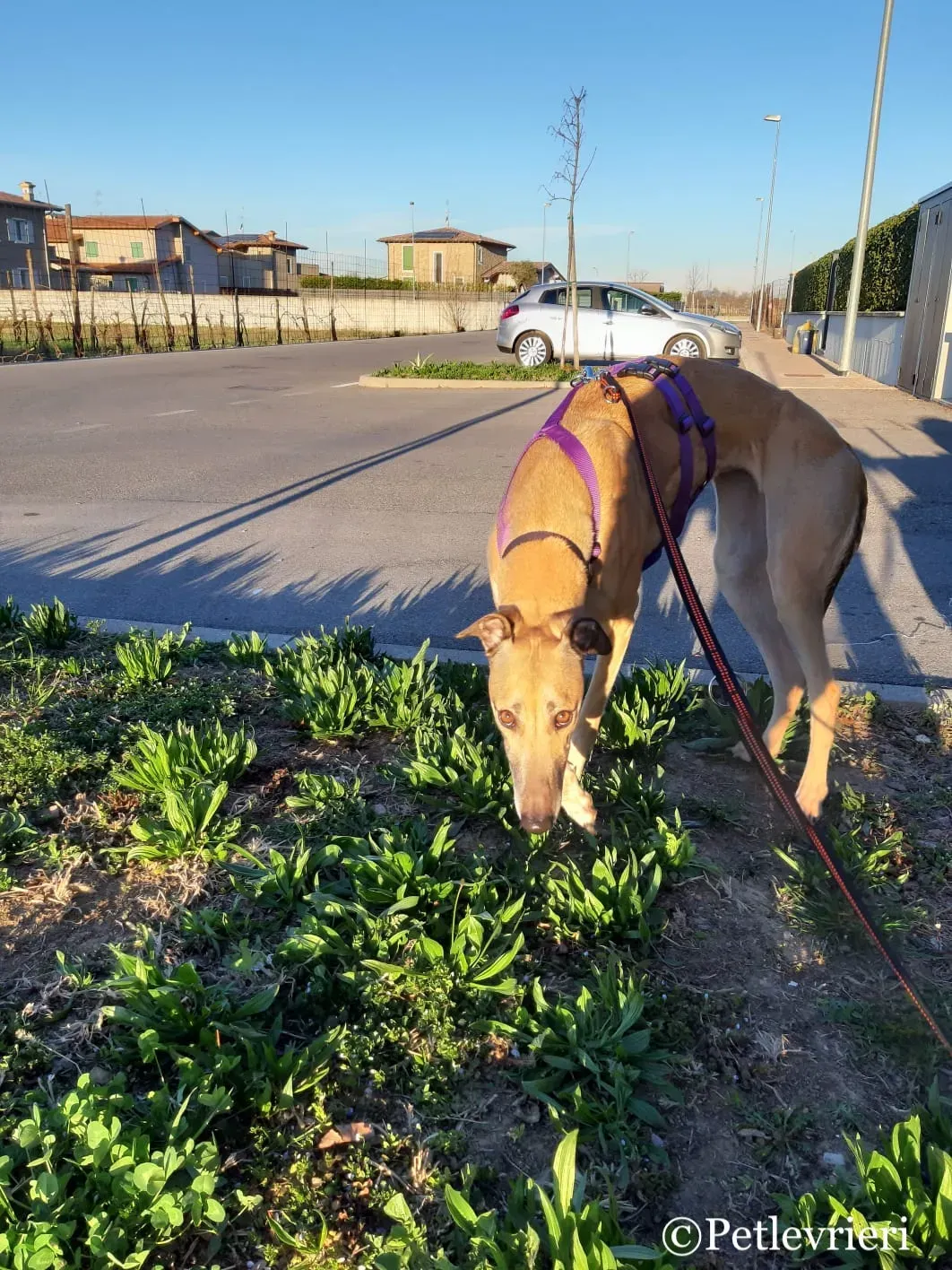 Taniard pet levrieri greyhound5