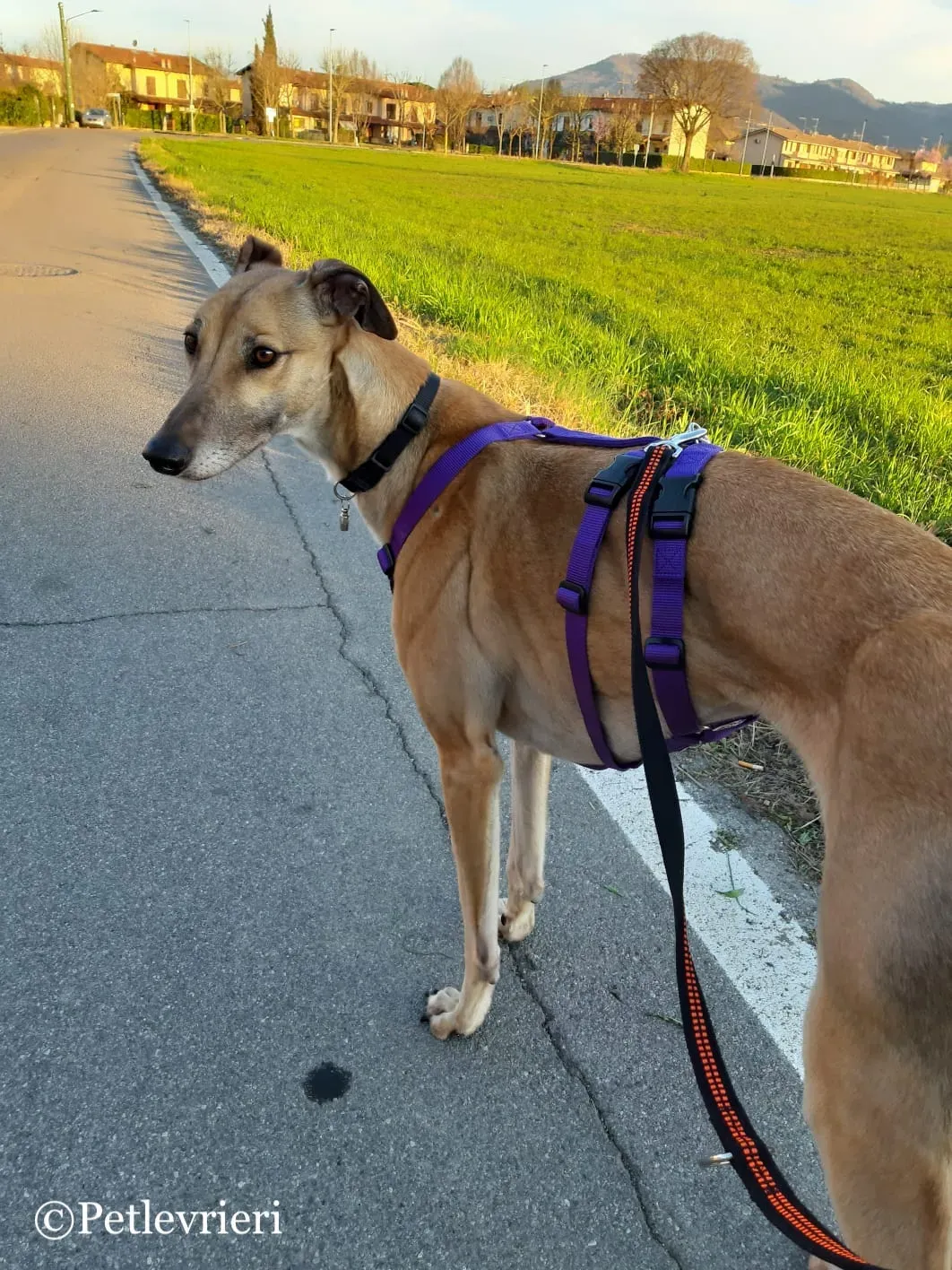 Taniard pet levrieri greyhound6