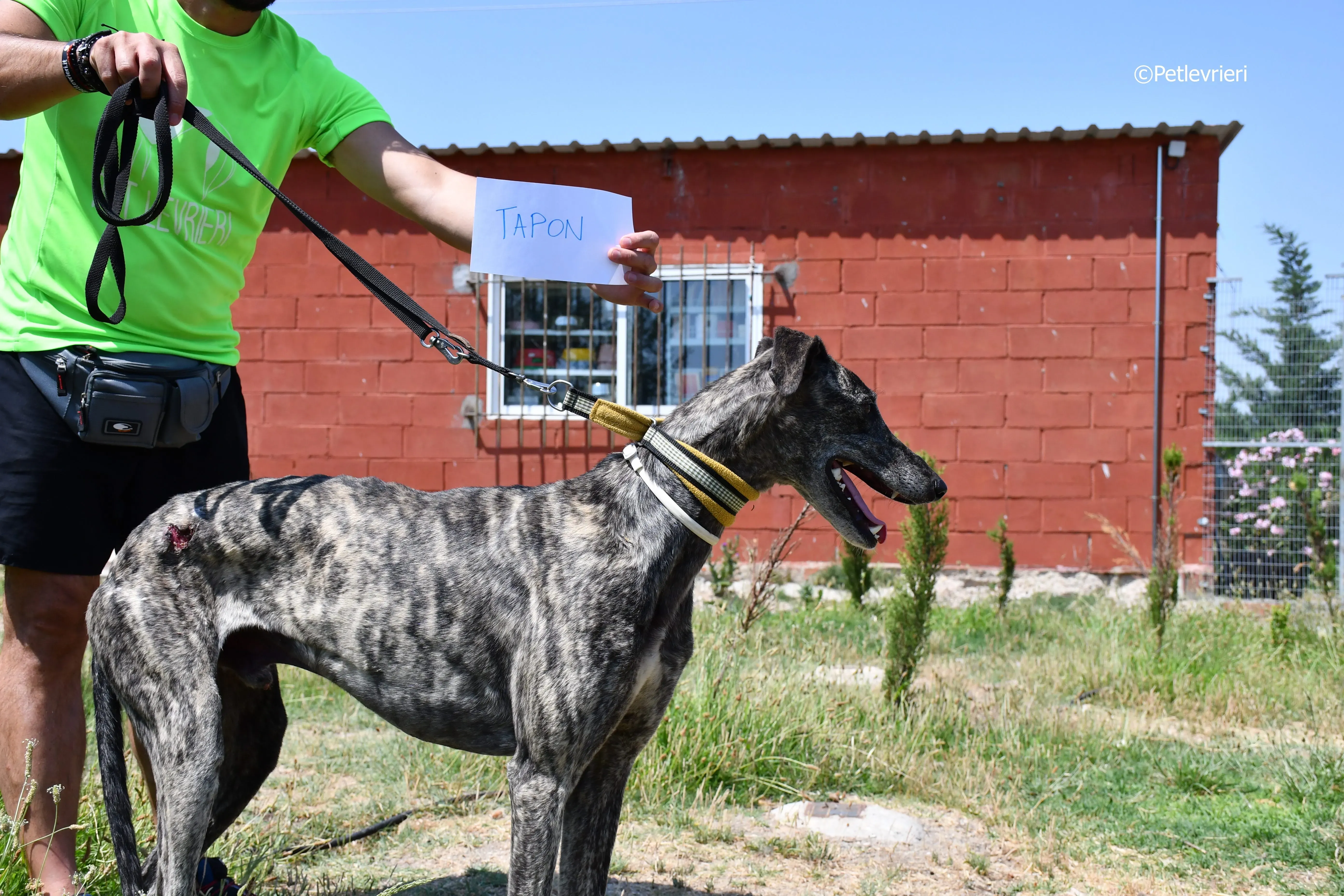 Tapon adozione levrieri galgo 1