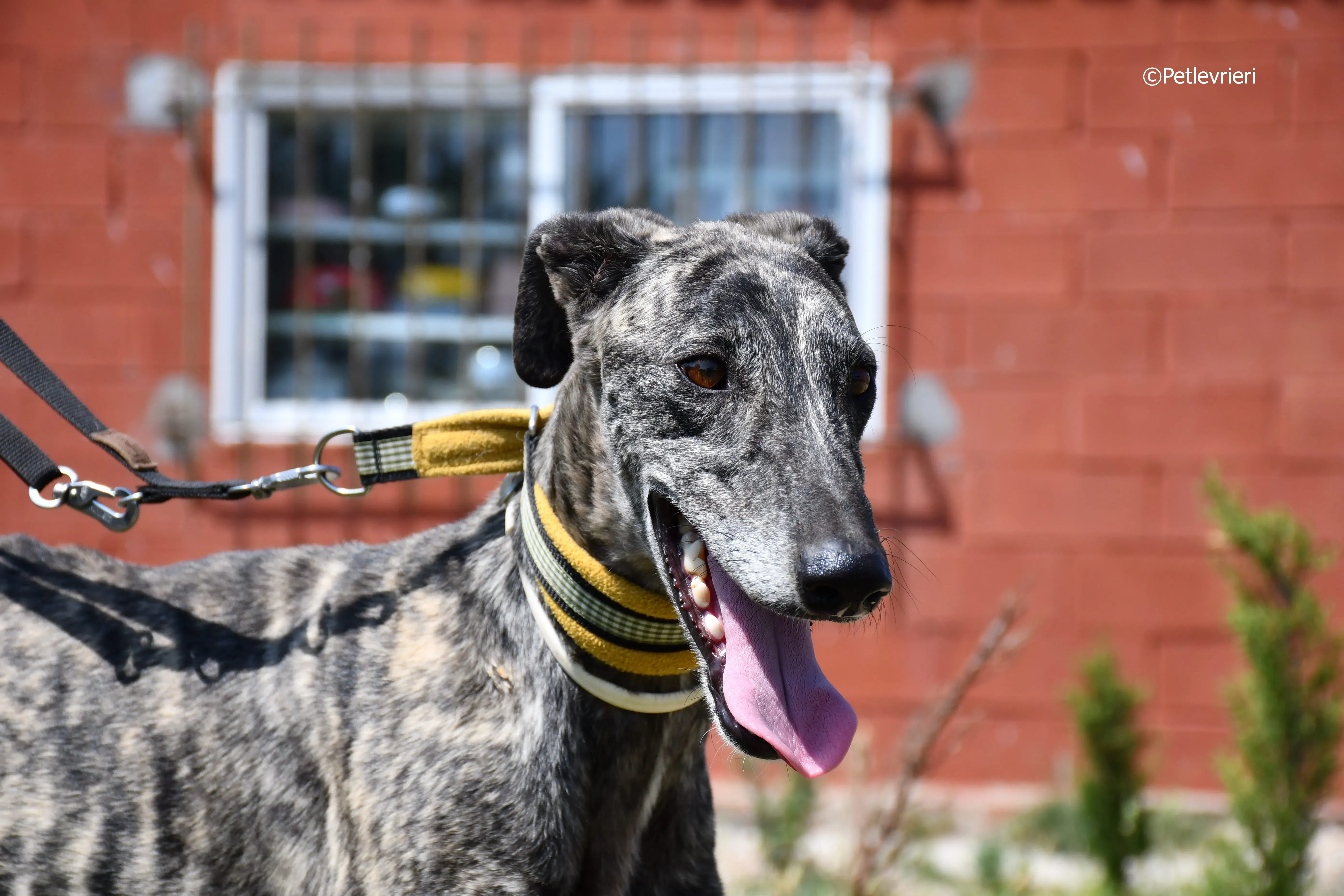 Tapon adozione levrieri galgo 2