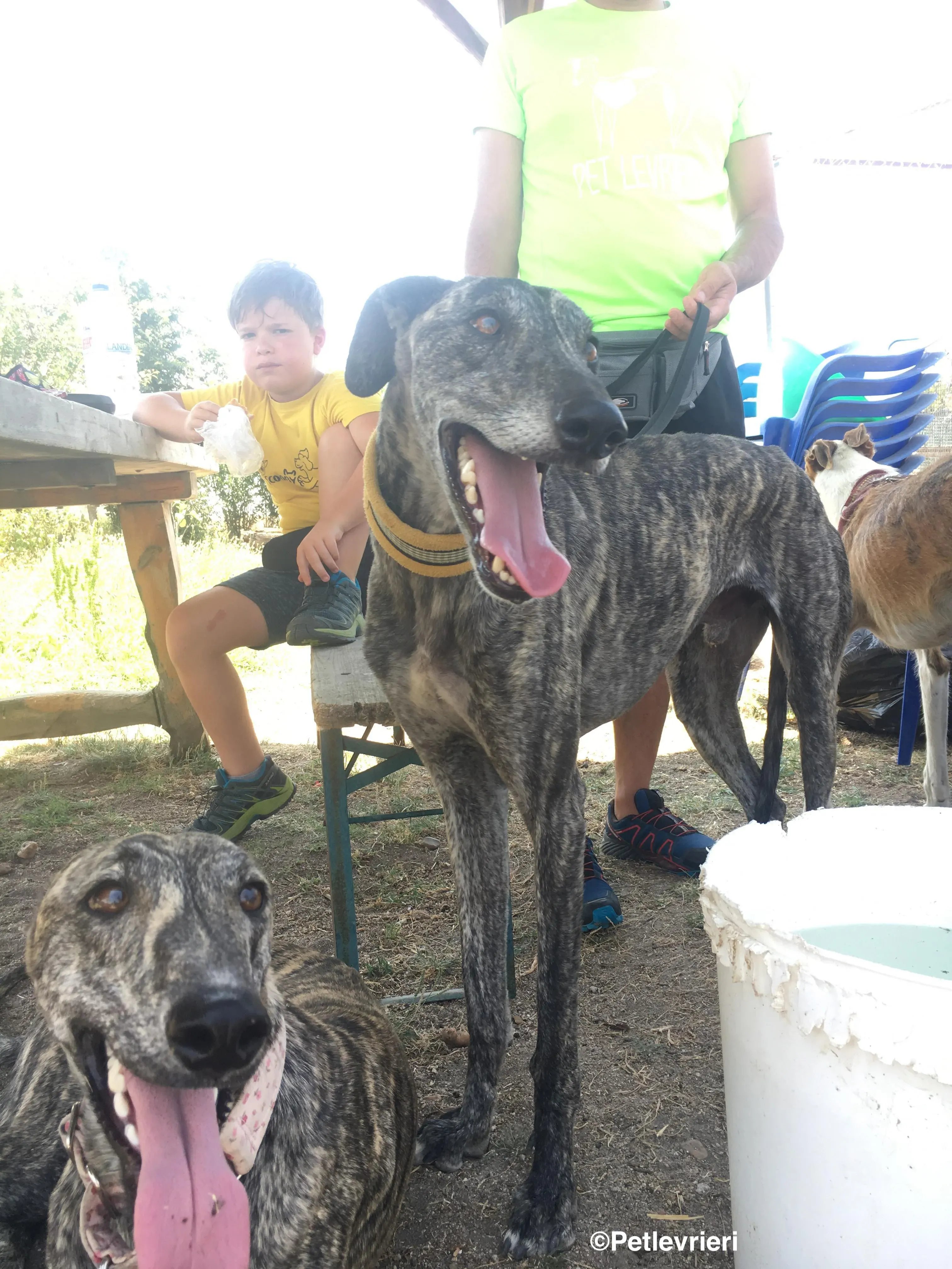 Tapon adozione levrieri galgo 1