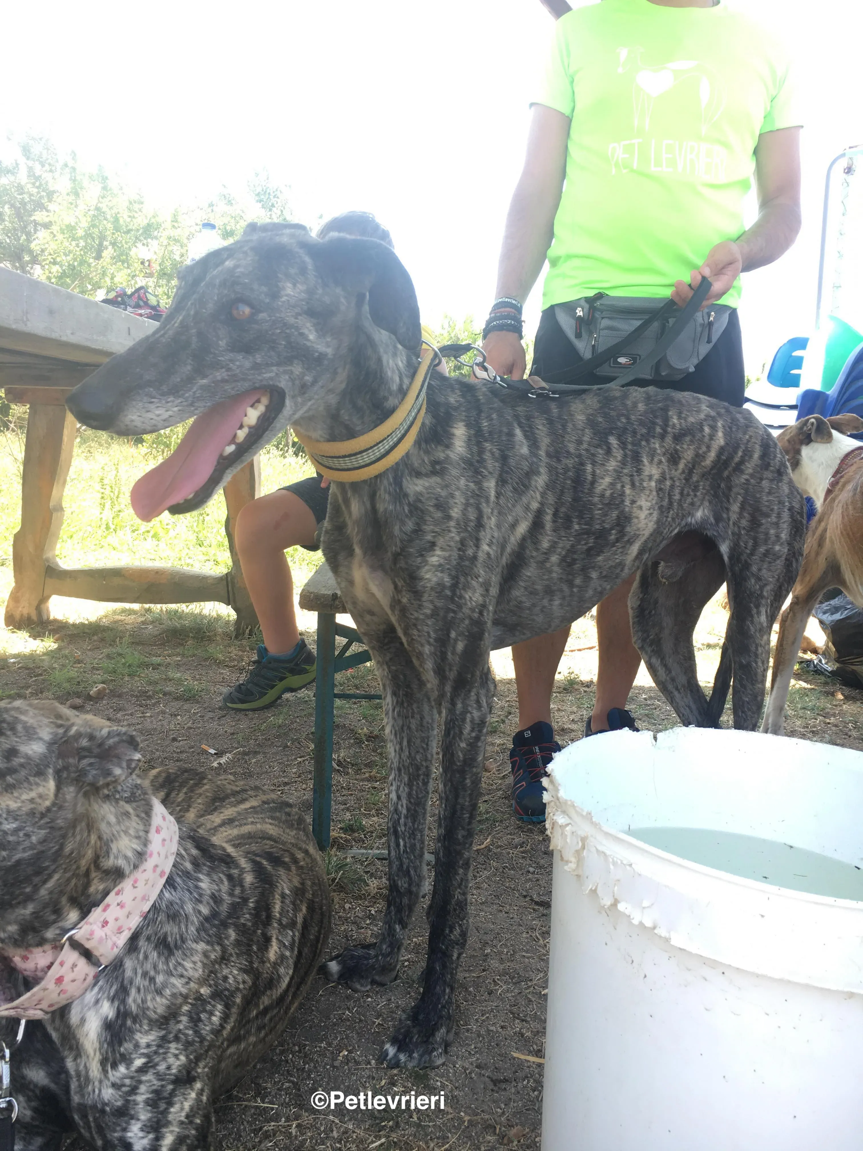 Tapon adozione levrieri galgo 2