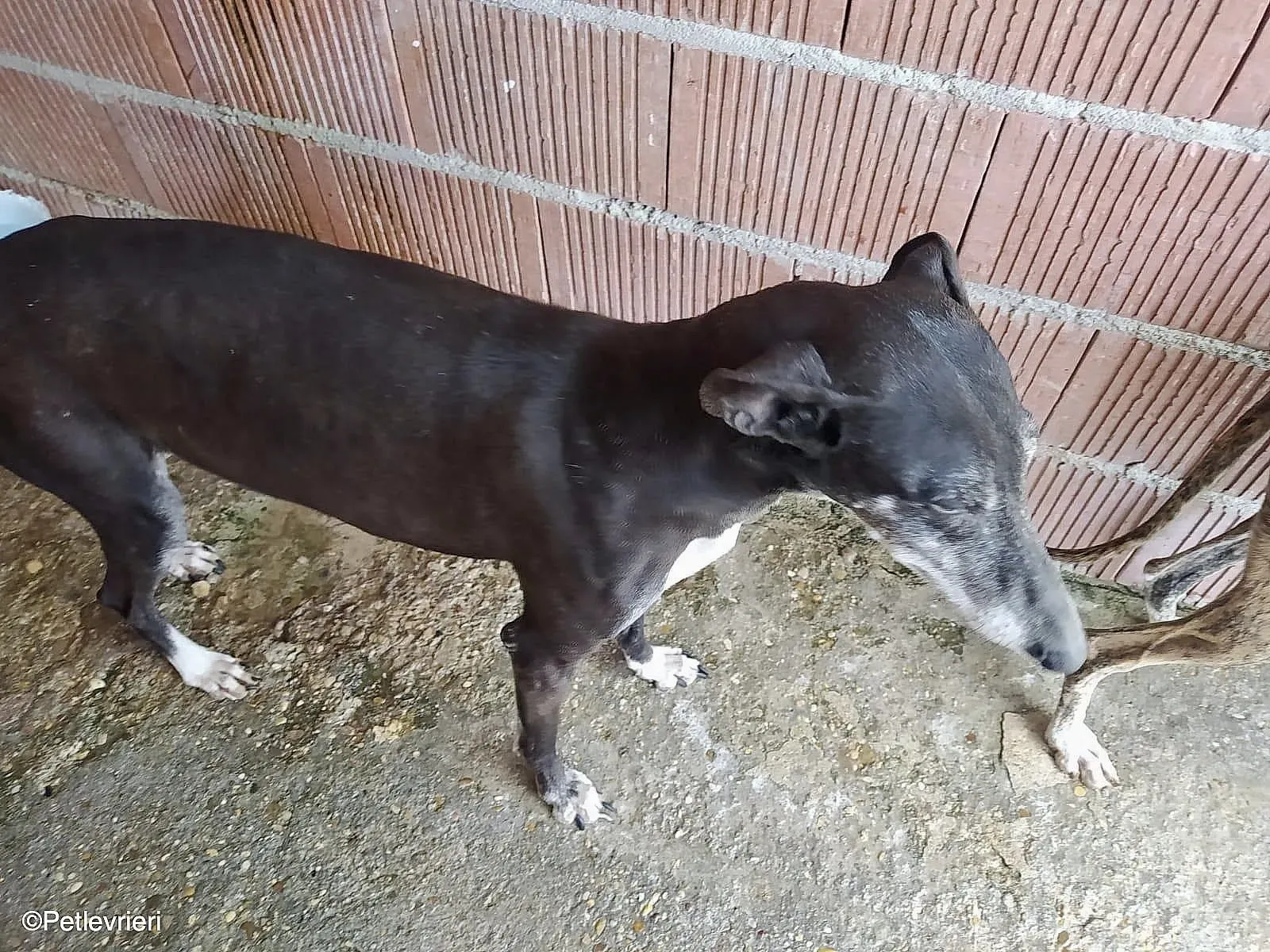 Tarachip9240 adozione levrieri galgo 01 2