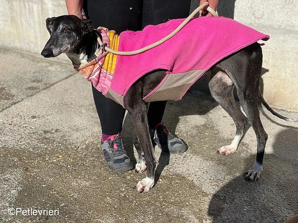 Tarachip9240 adozione levrieri galgo 01