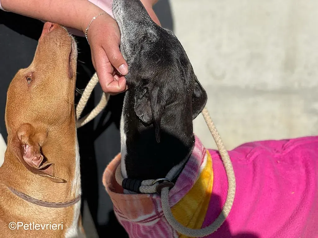 Tarachip9240 adozione levrieri galgo 010