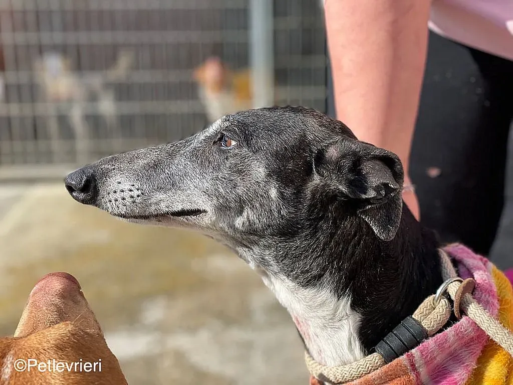 Tarachip9240 adozione levrieri galgo 011