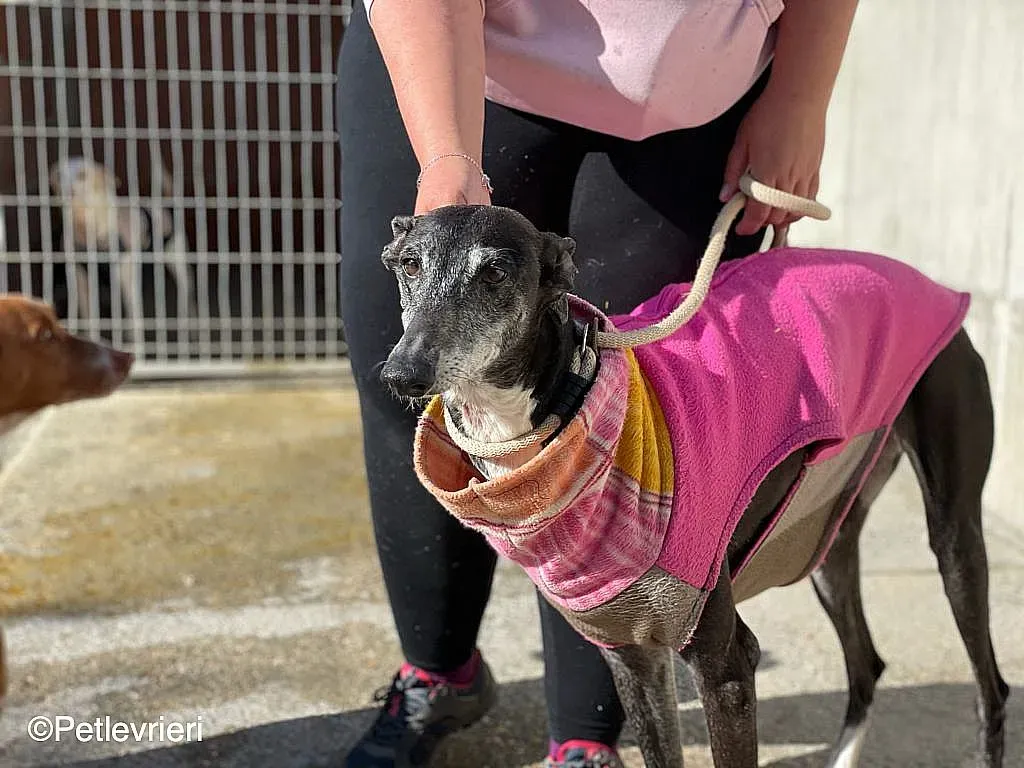 Tarachip9240 adozione levrieri galgo 012