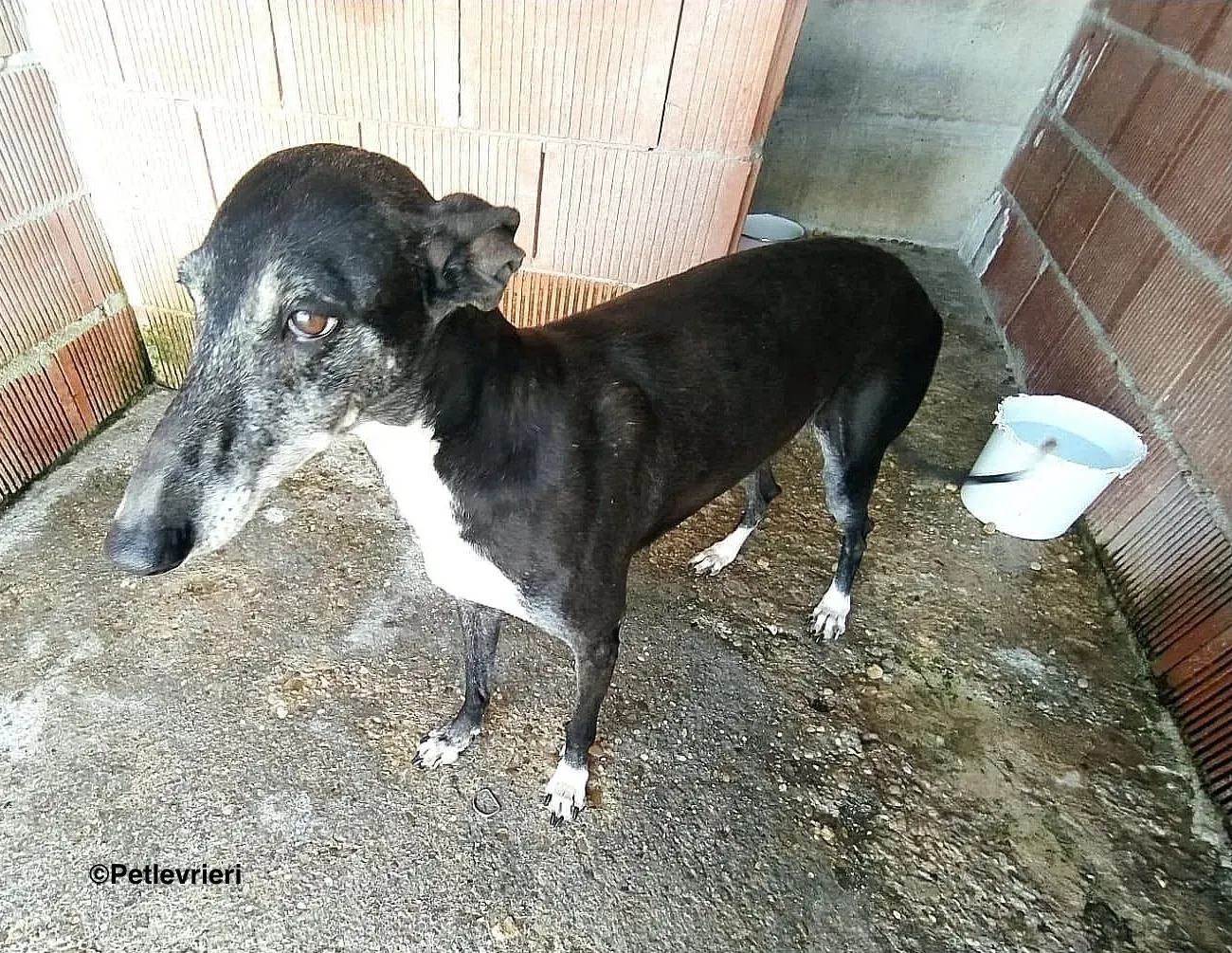 Tarachip9240 adozione levrieri galgo 02 2