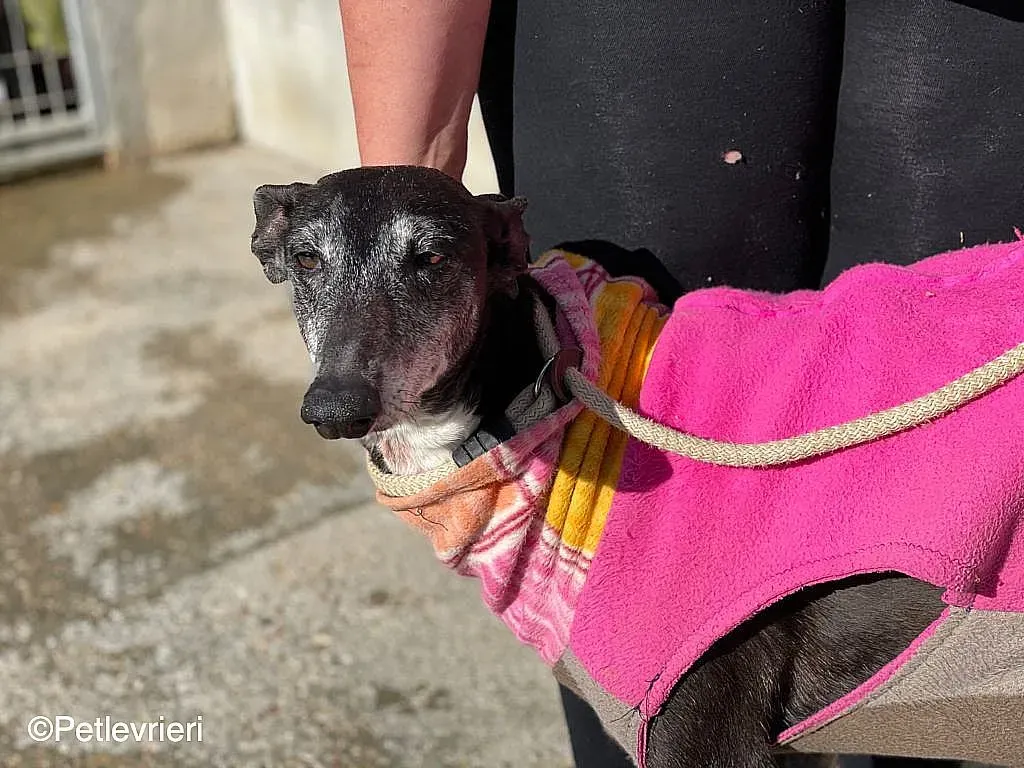 Tarachip9240 adozione levrieri galgo 02