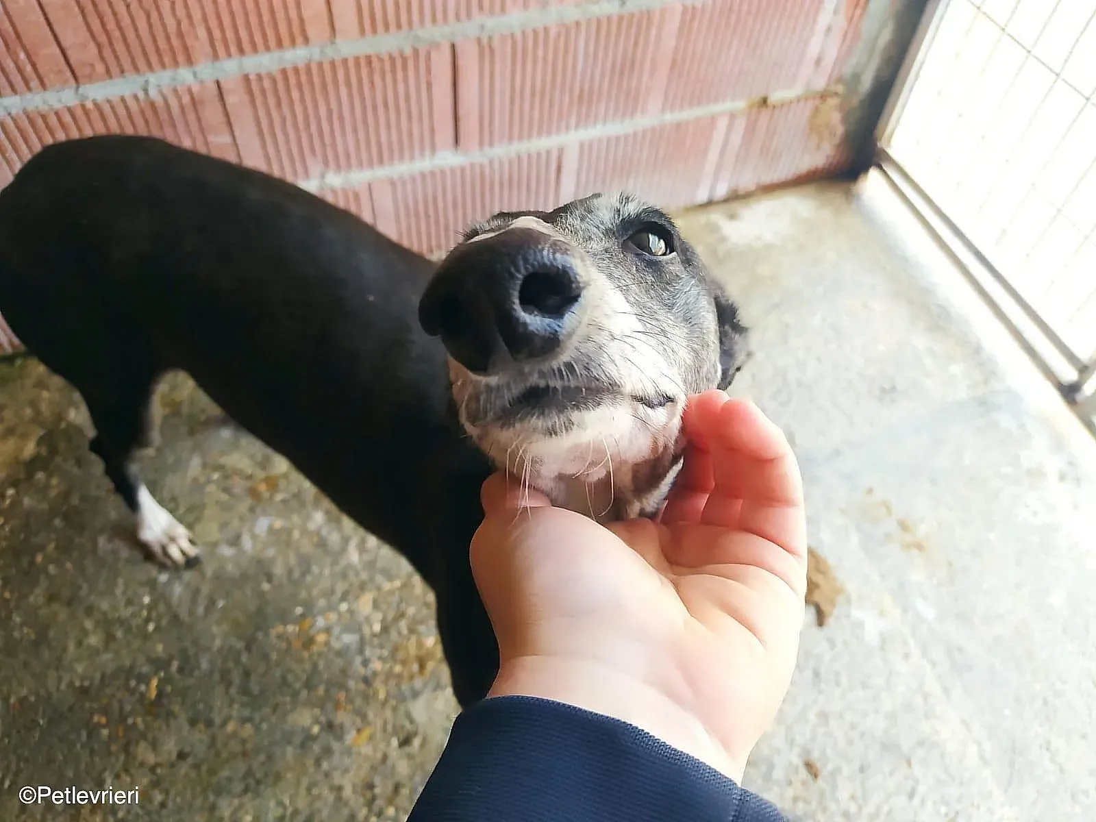 Tarachip9240 adozione levrieri galgo 03 2