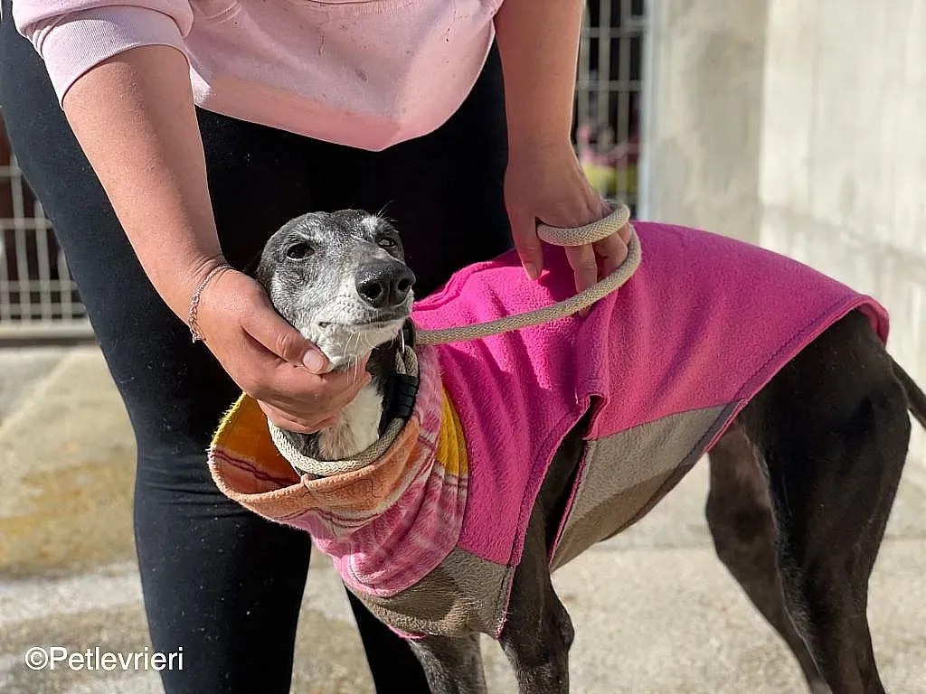 Tarachip9240 adozione levrieri galgo 03