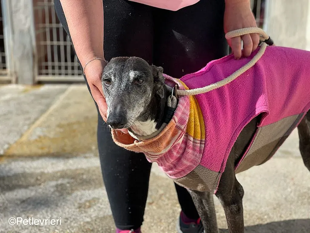 Tarachip9240 adozione levrieri galgo 04