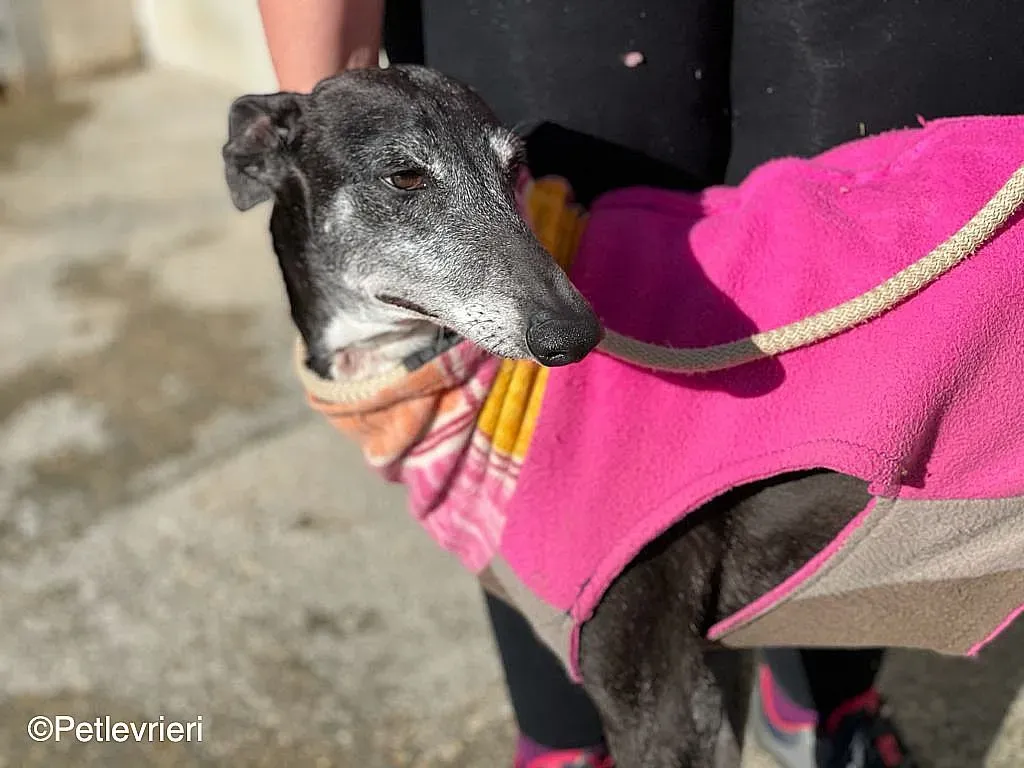 Tarachip9240 adozione levrieri galgo 05