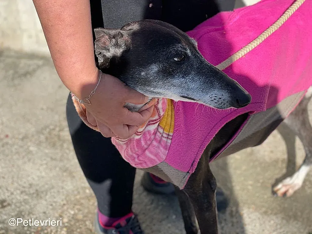 Tarachip9240 adozione levrieri galgo 06