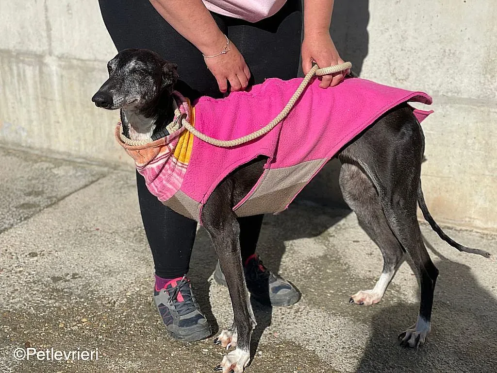 Tarachip9240 adozione levrieri galgo 07