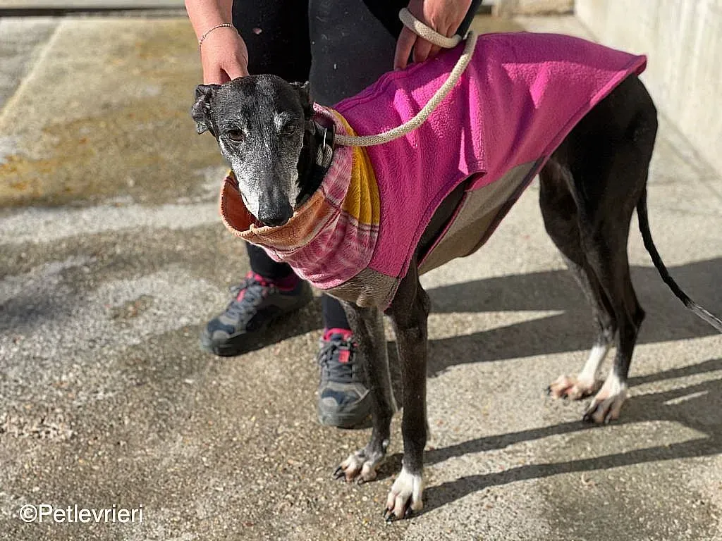 Tarachip9240 adozione levrieri galgo 08