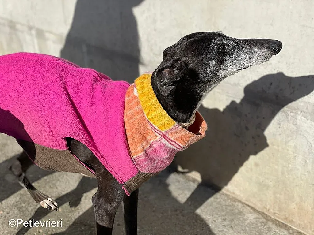 Tarachip9240 adozione levrieri galgo 09