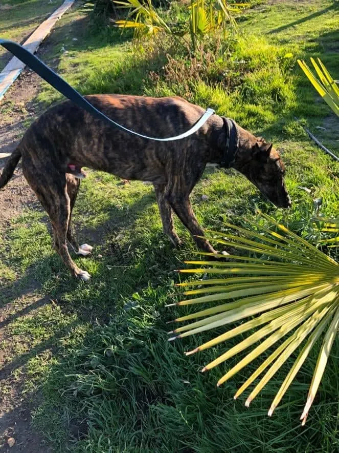 Tarzan adozione levrieri galgo 00