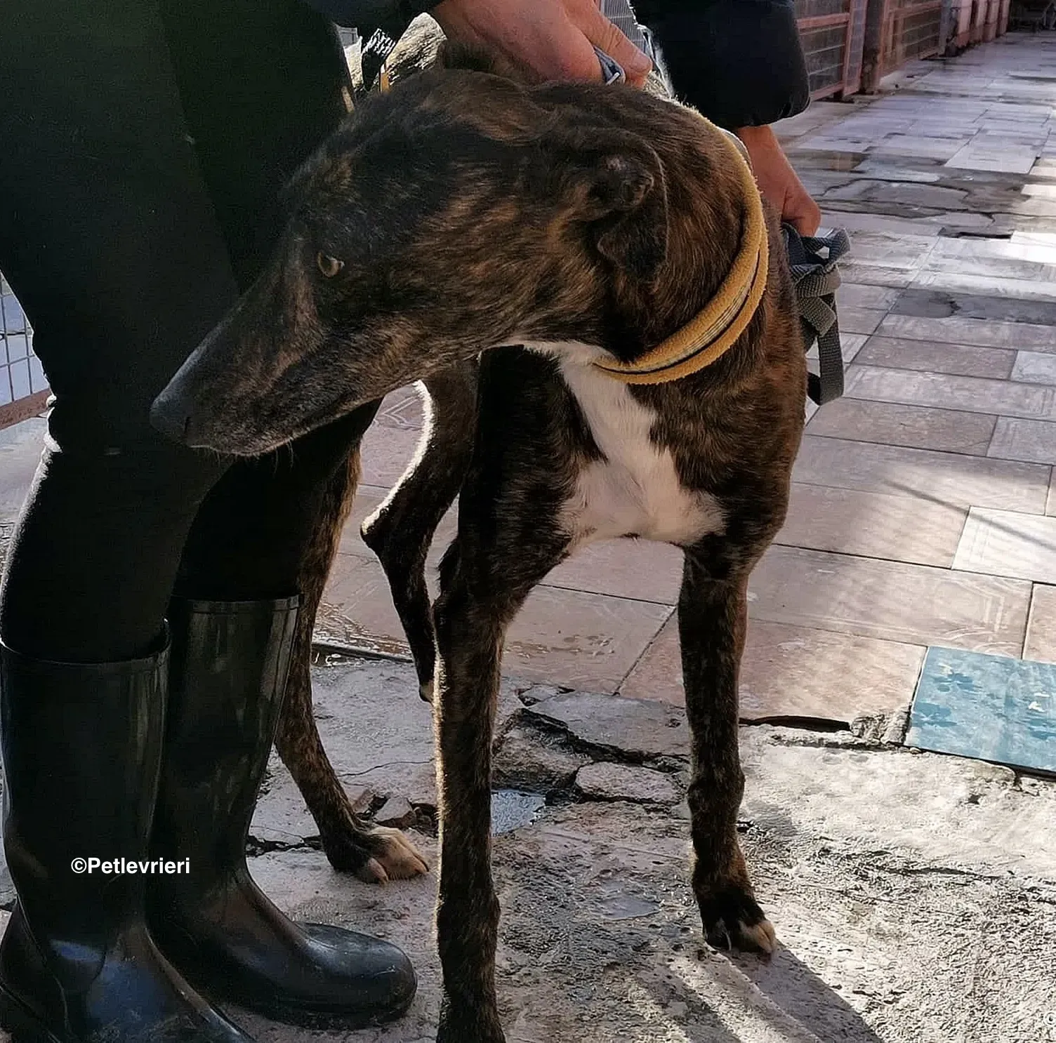 Tarzan adozione levrieri galgo 010