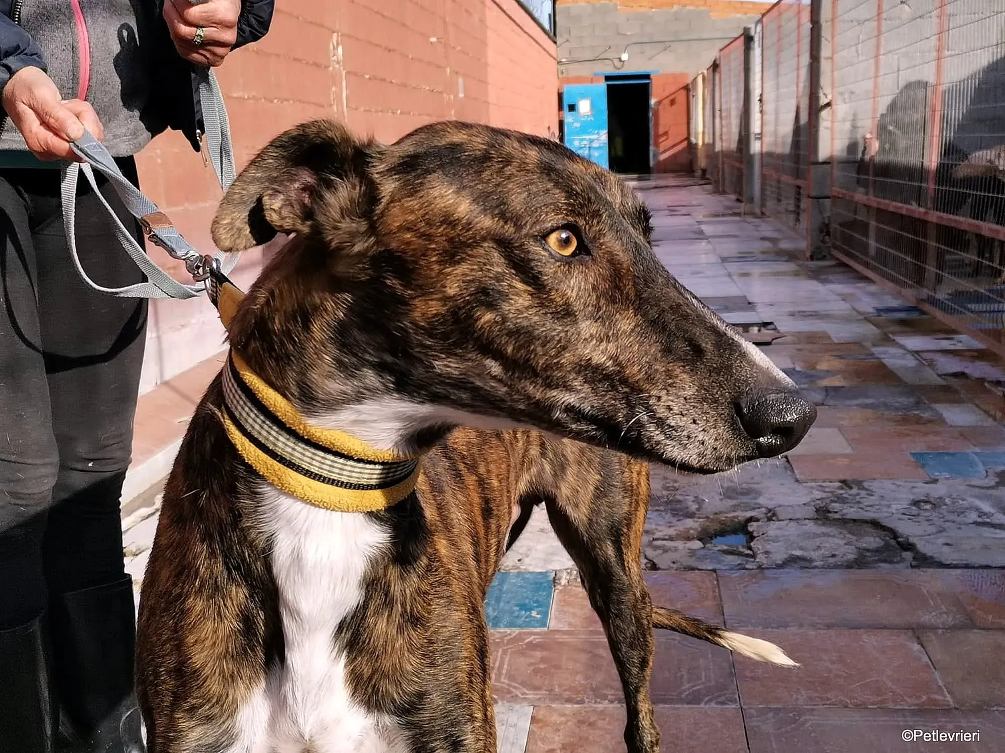 Tarzan adozione levrieri galgo 011