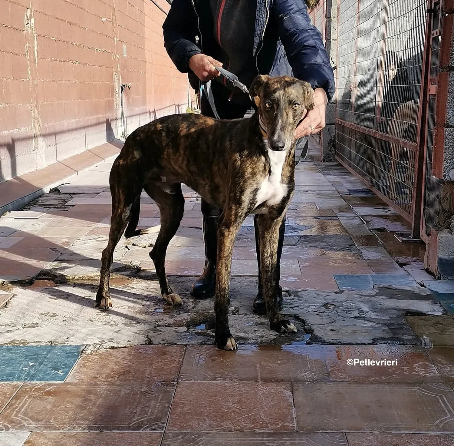 Tarzan adozione levrieri galgo 02