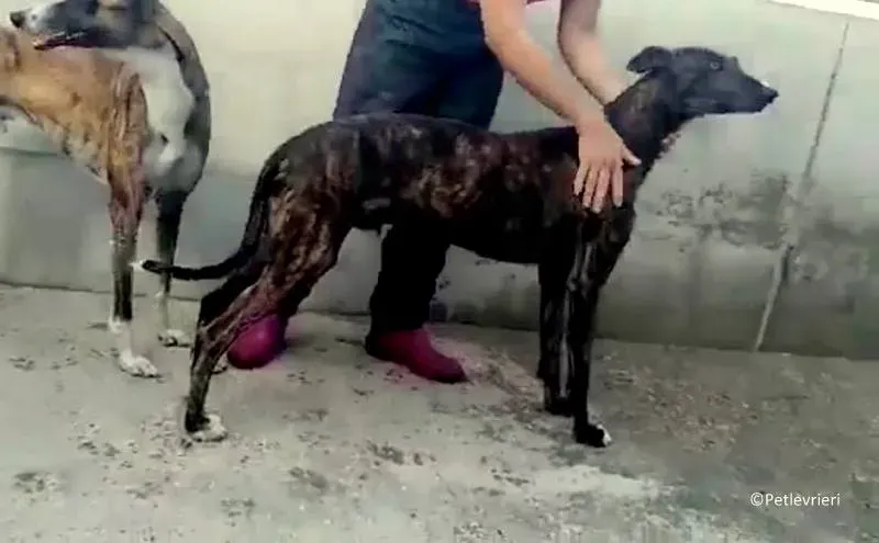 Tarzan adozione levrieri galgo 03