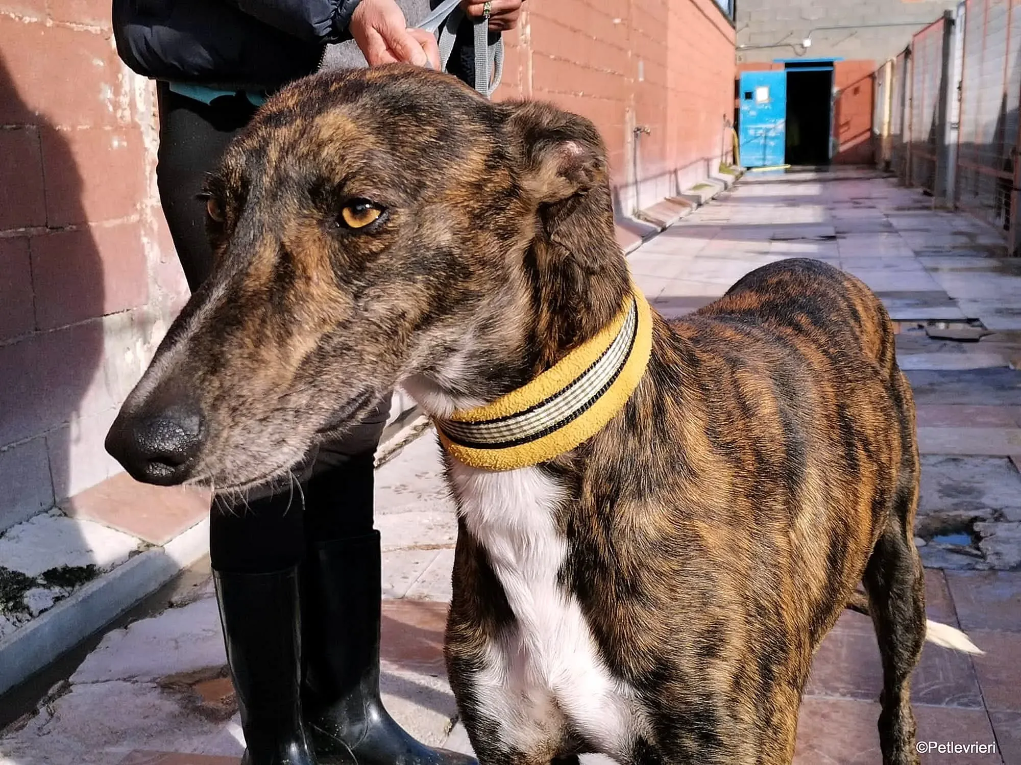 Tarzan adozione levrieri galgo 03 1