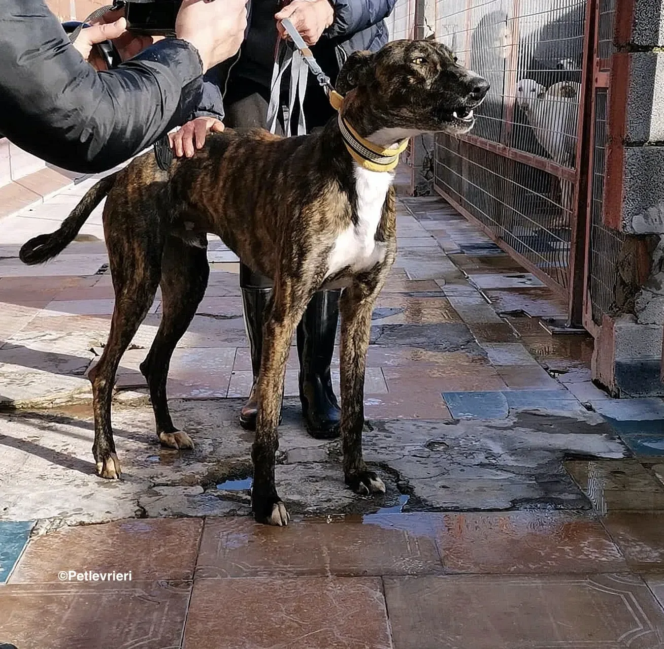 Tarzan adozione levrieri galgo 04 1