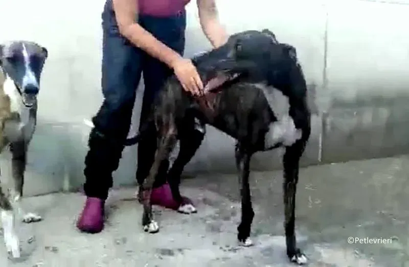 Tarzan adozione levrieri galgo 05