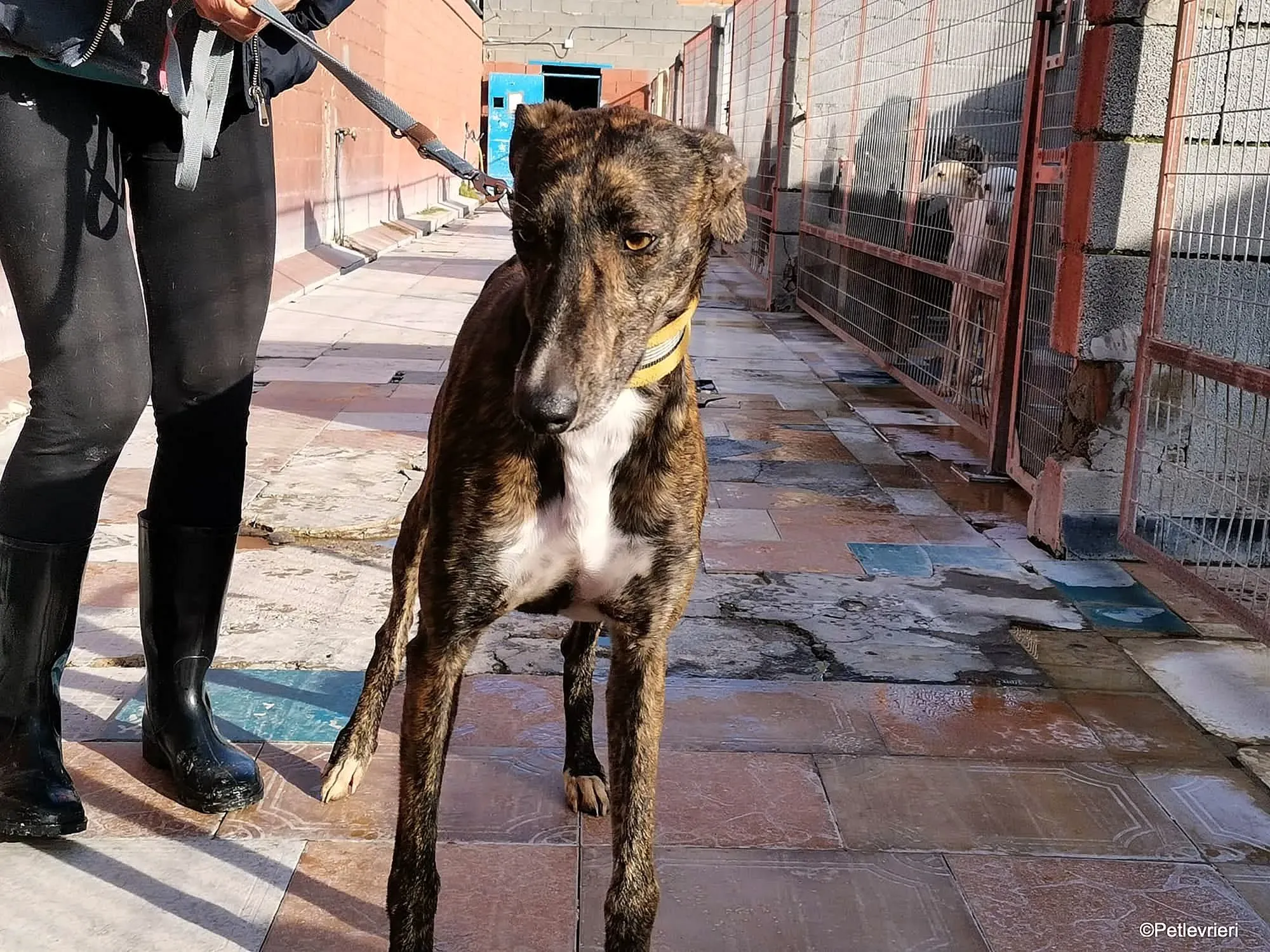 Tarzan adozione levrieri galgo 05 1