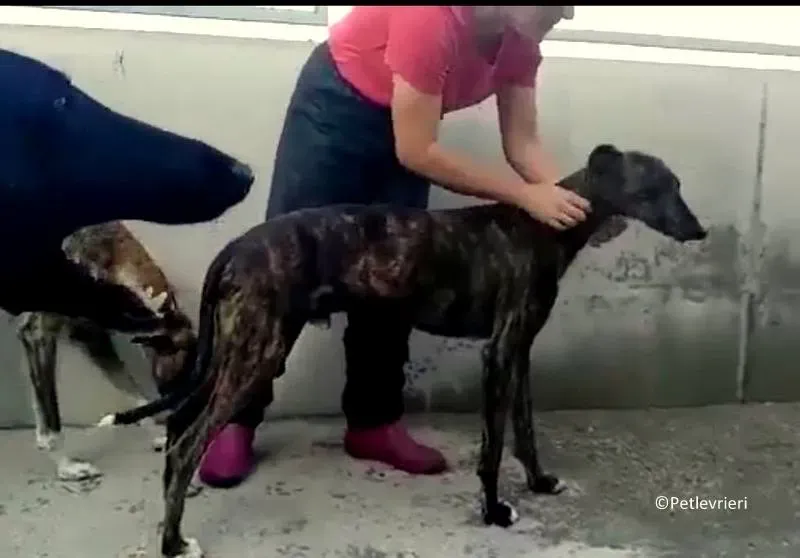 Tarzan adozione levrieri galgo 06