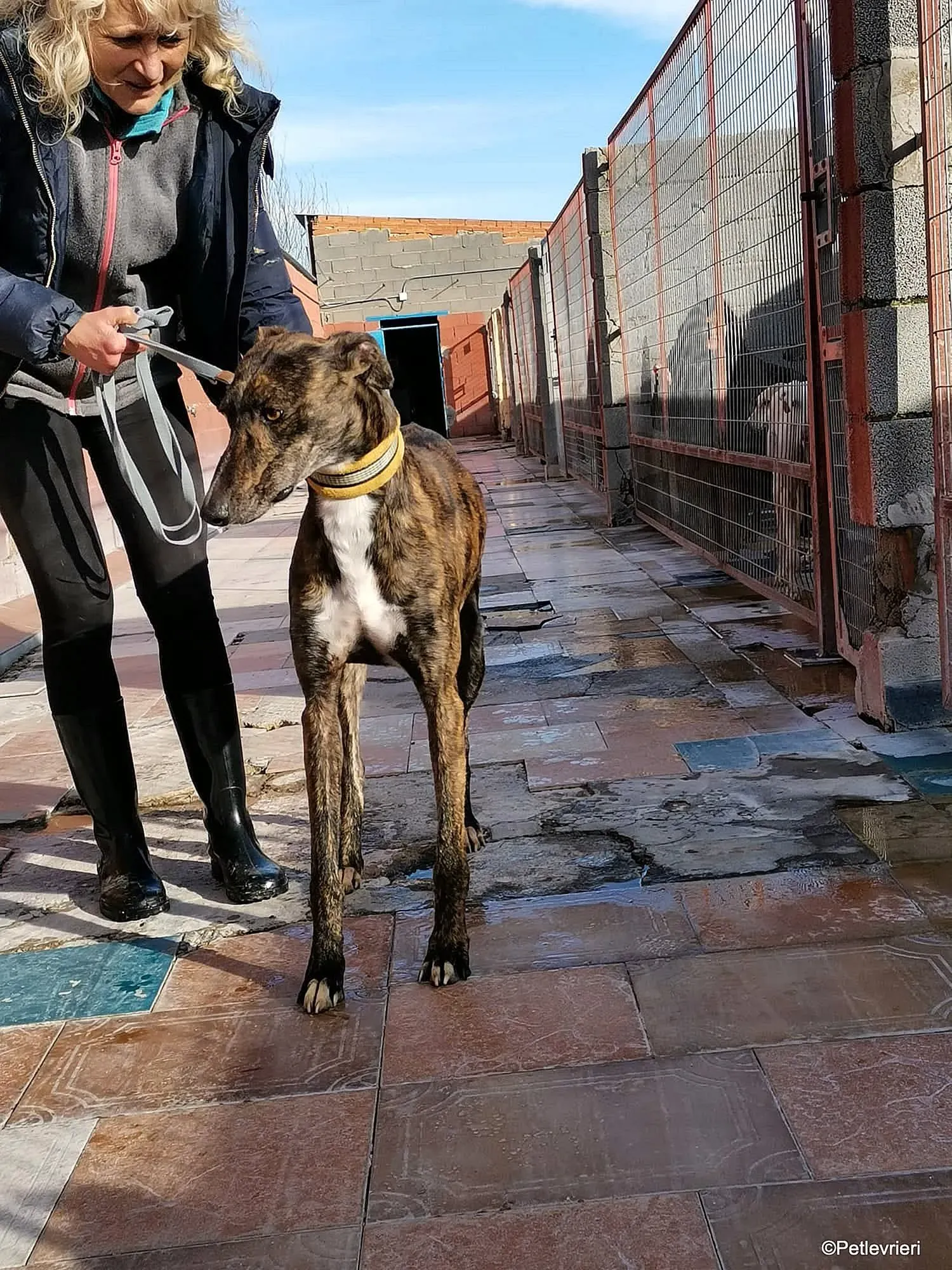 Tarzan adozione levrieri galgo 06 1