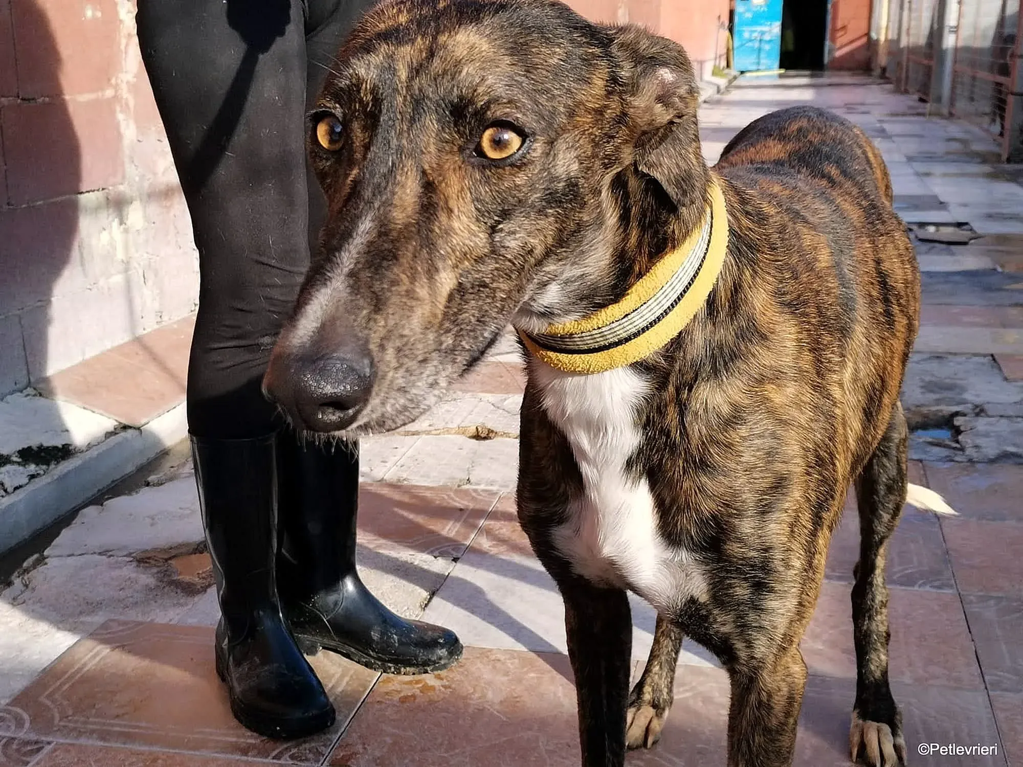 Tarzan adozione levrieri galgo 07 1